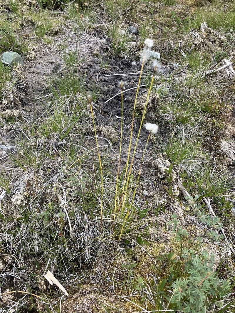 Northland Cottonsedge photo 8