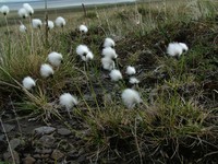 Arctic Cottongrass