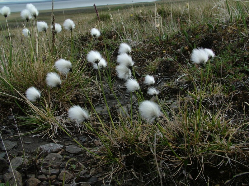 Arctic Cottongrass
