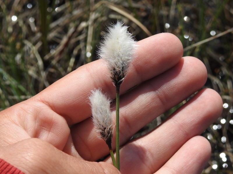 Arctic Cottongrass photo 2