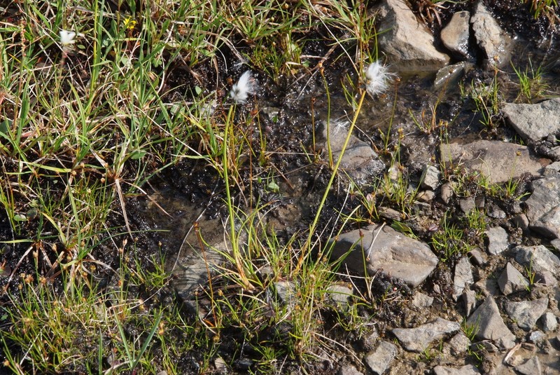 Arctic Cottongrass photo 3