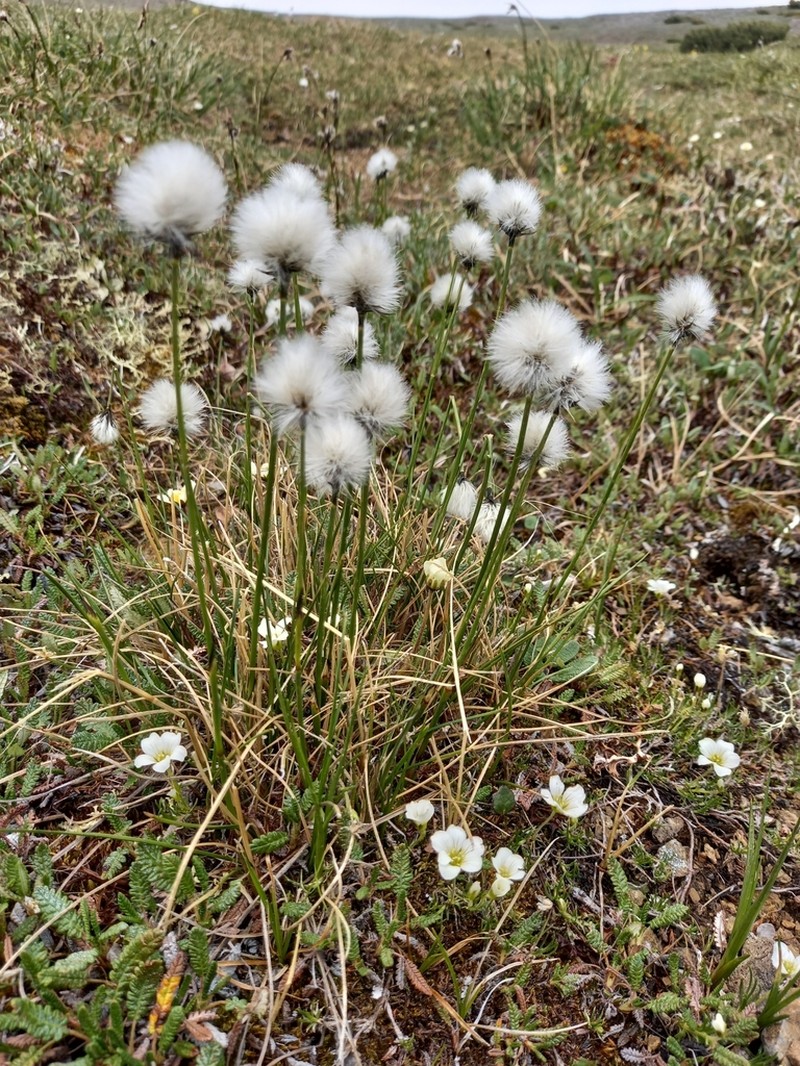 Arctic Cottongrass photo 4