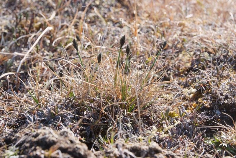 Arctic Cottongrass photo 5