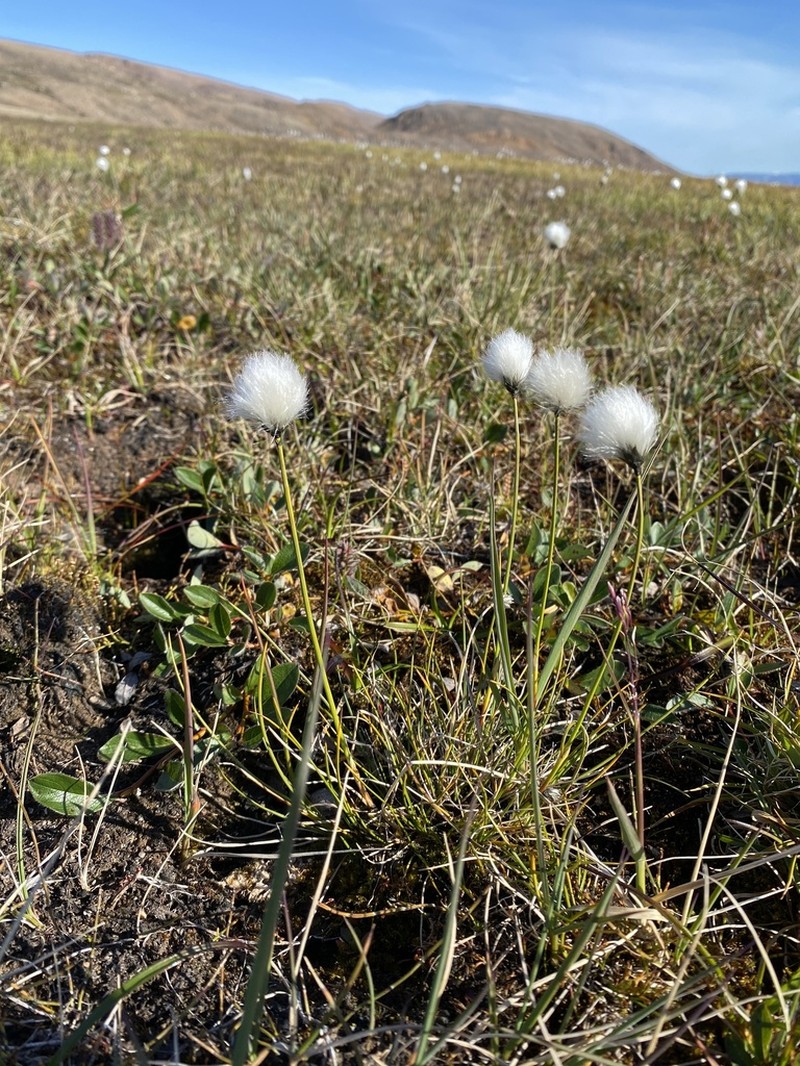 Arctic Cottongrass photo 6