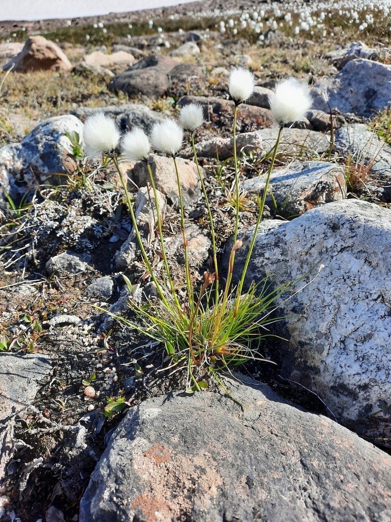 Arctic Cottongrass photo 7