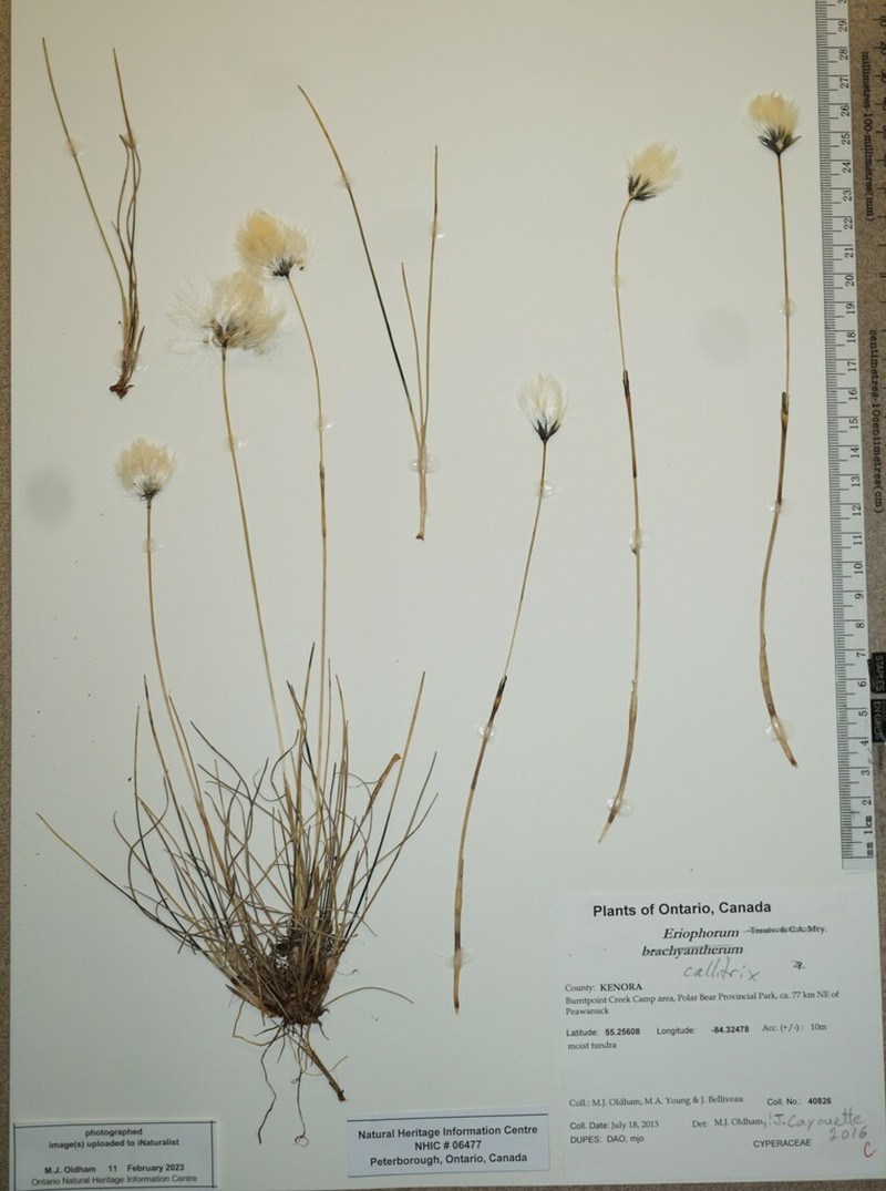 Arctic Cottongrass photo 8