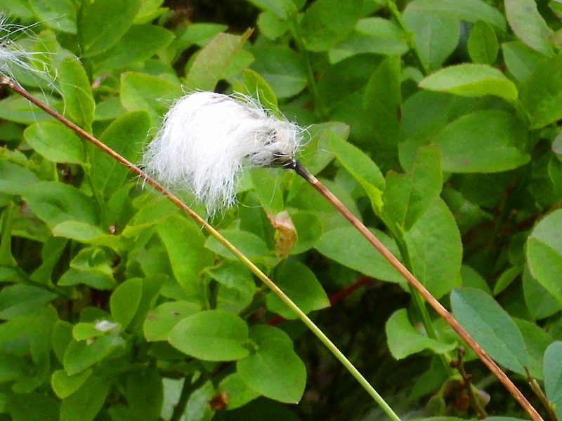 Red Cottongrass