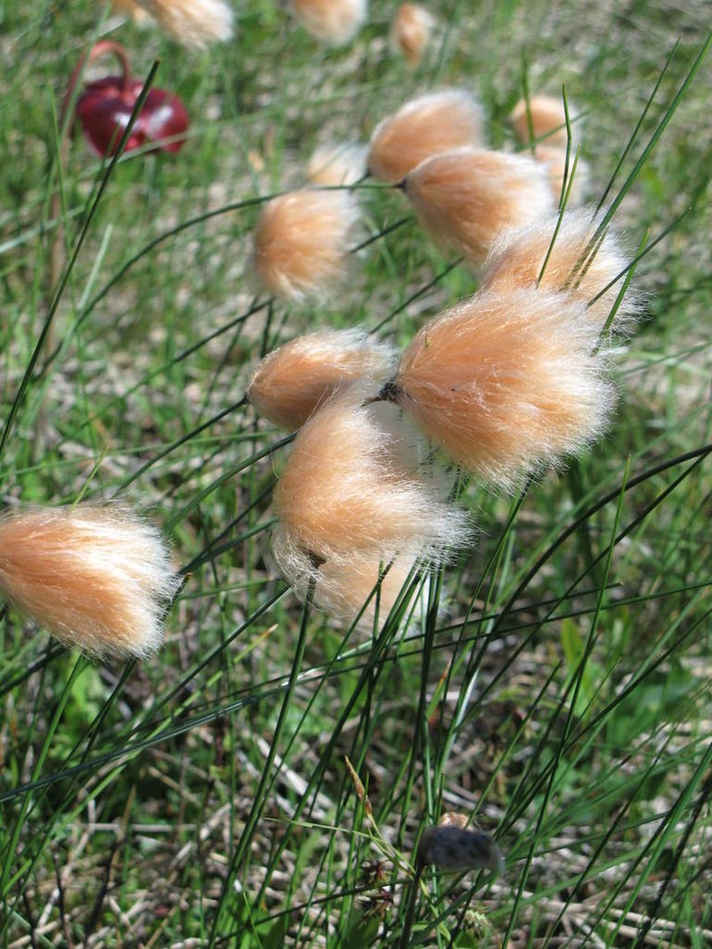 Red Cottongrass photo 5