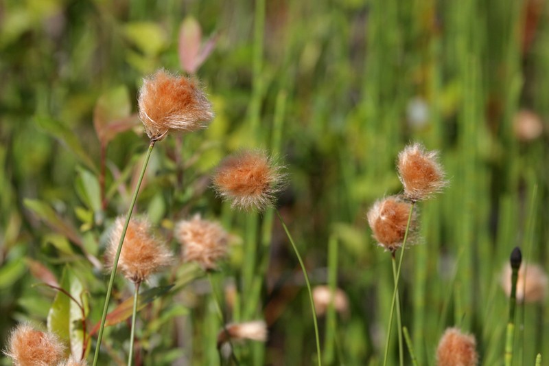 Red Cottongrass photo 6