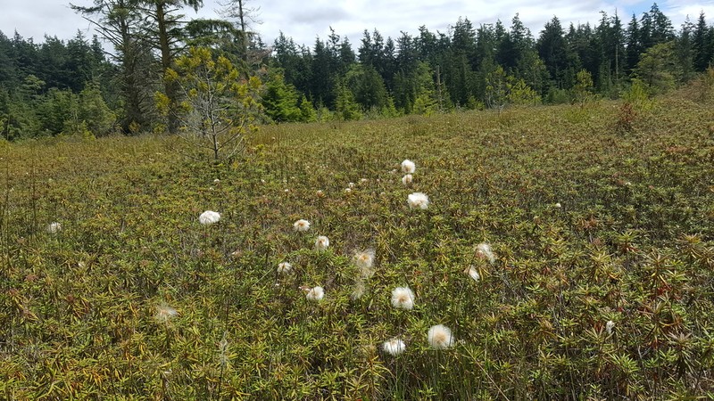 Red Cottongrass photo 8