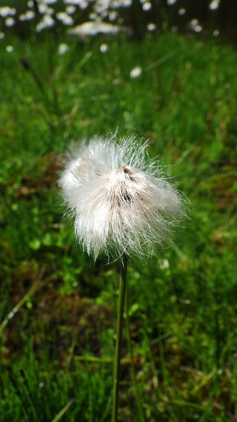 Chamisso's Cottongrass