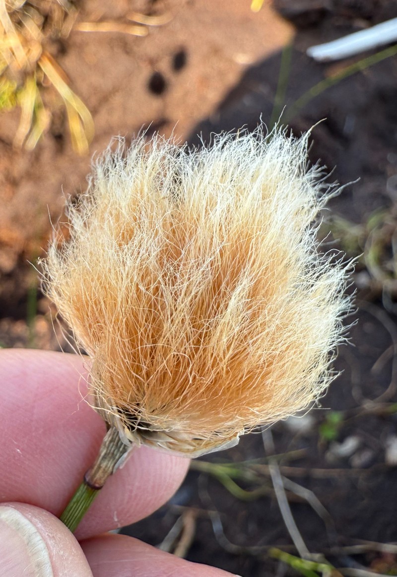 Chamisso's Cottongrass photo 2