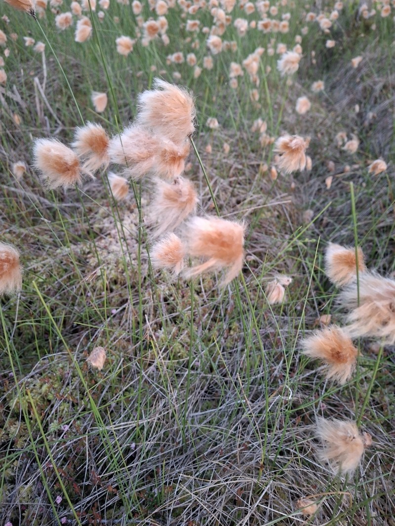 Chamisso's Cottongrass photo 3