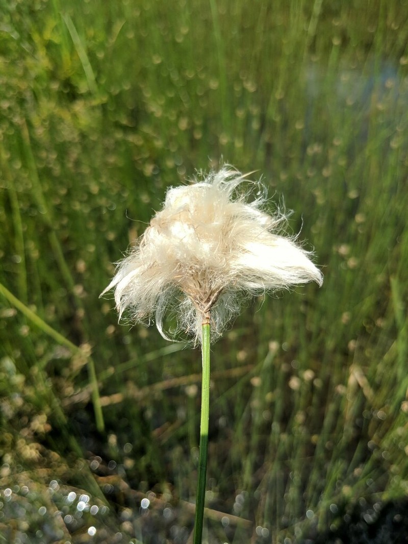 Chamisso's Cottongrass photo 6