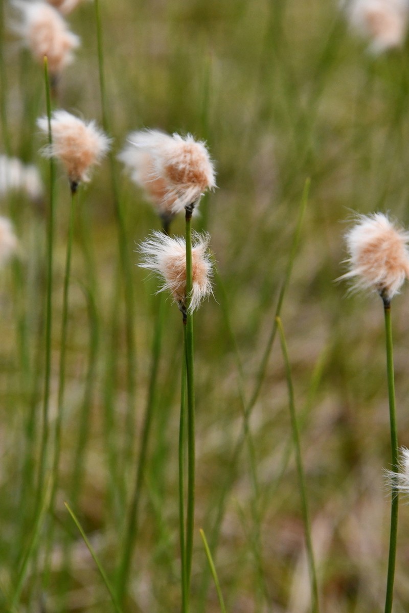 Chamisso's Cottongrass photo 8