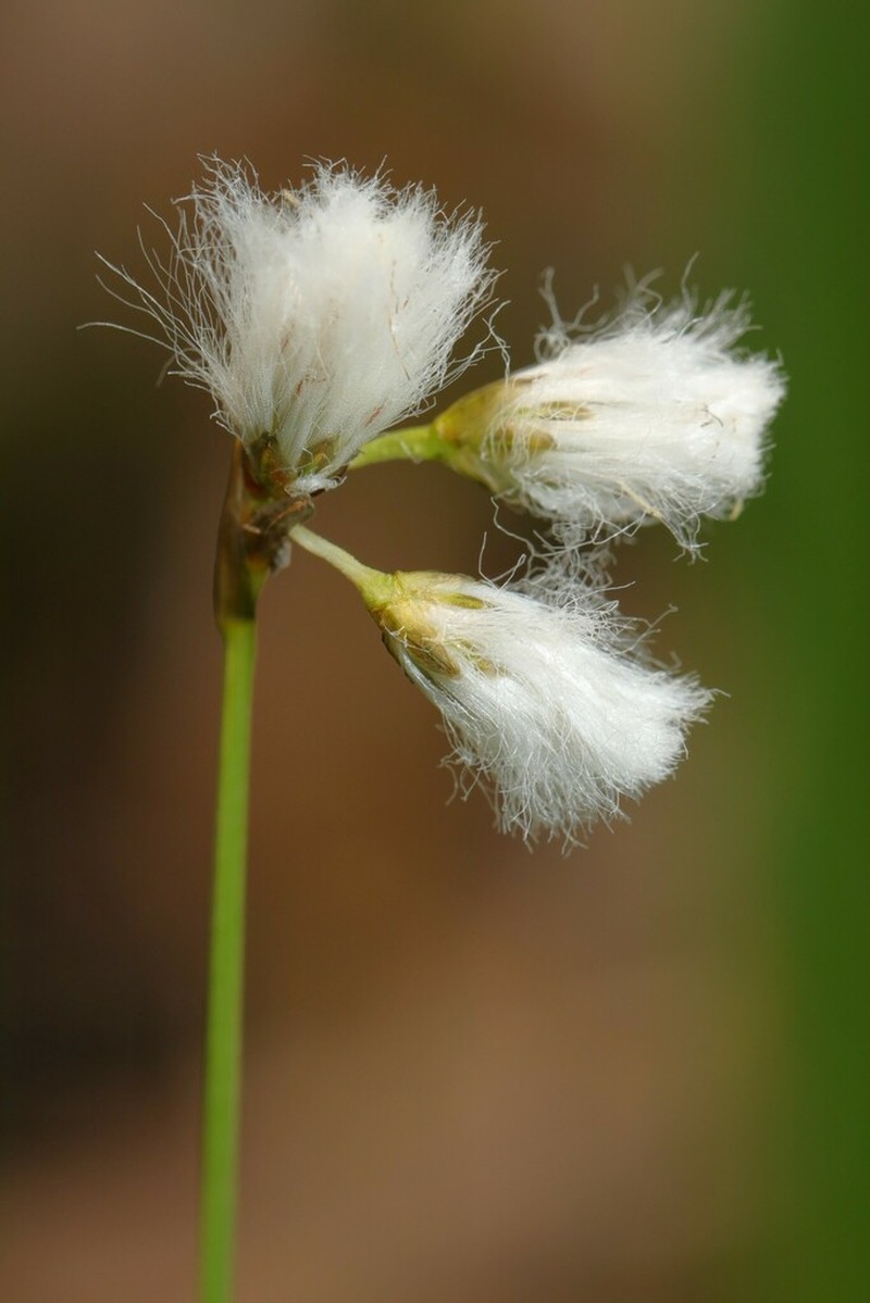 Slender Cottongrass