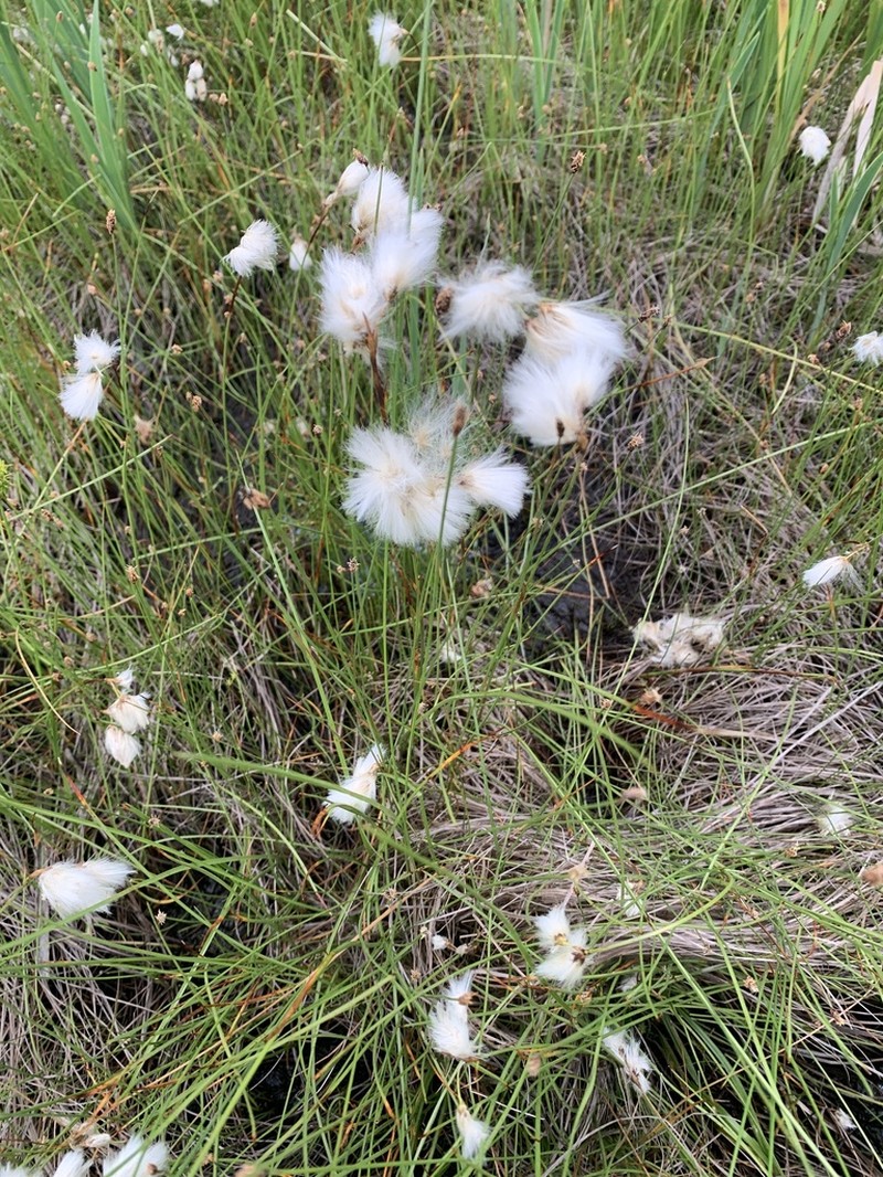 Slender Cottongrass photo 2