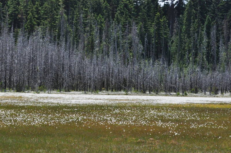 Slender Cottongrass photo 3