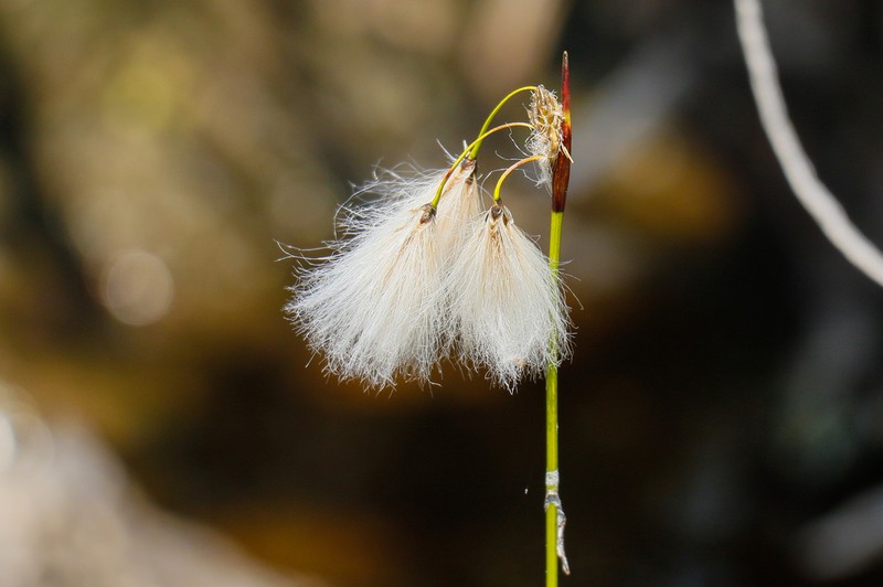 Slender Cottongrass photo 4