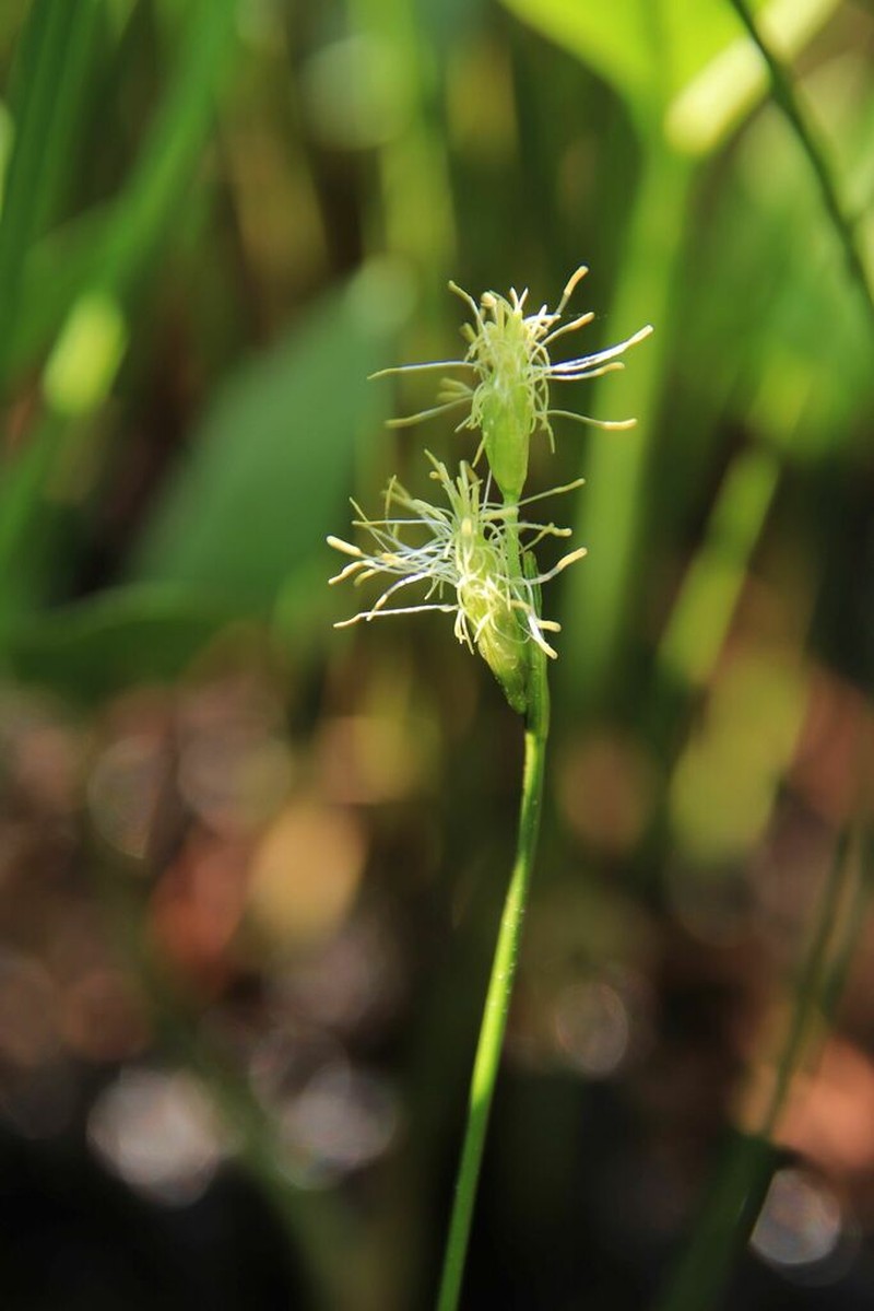 Slender Cottongrass photo 5