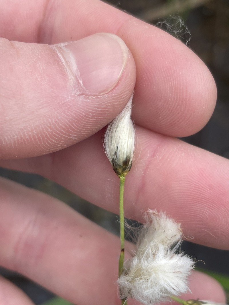 Slender Cottongrass photo 7