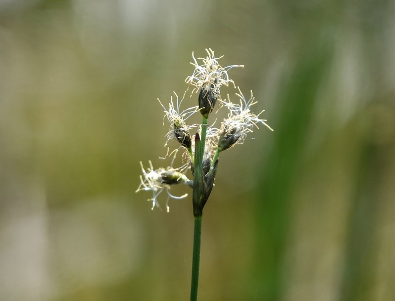 Slender Cottongrass photo 8