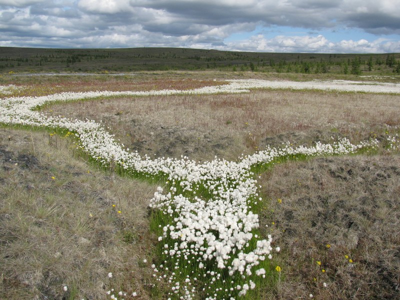 White Cottongrass