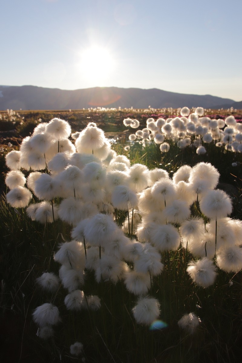 White Cottongrass photo 2