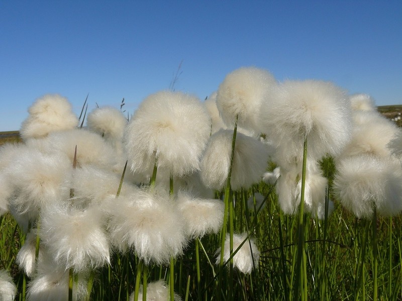White Cottongrass photo 3