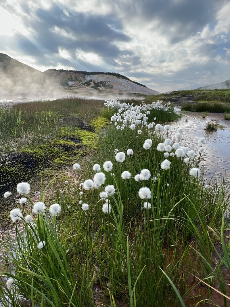 White Cottongrass photo 4
