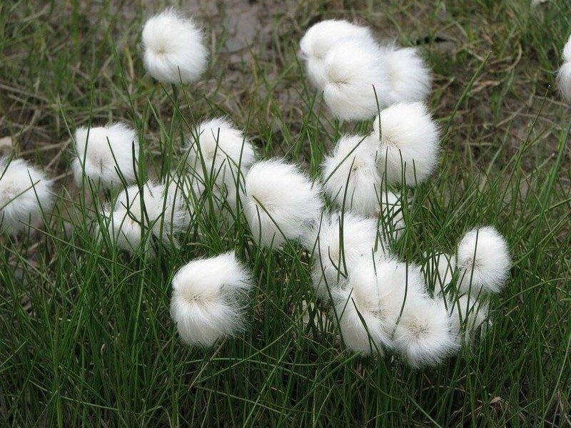 White Cottongrass photo 5