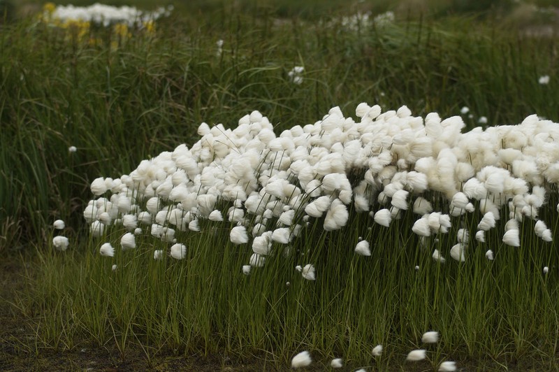 White Cottongrass photo 6