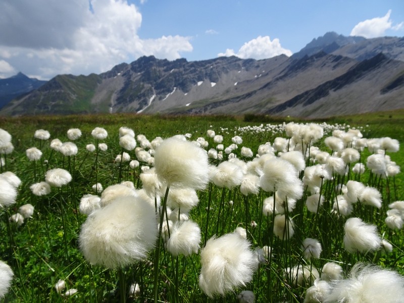 White Cottongrass photo 7