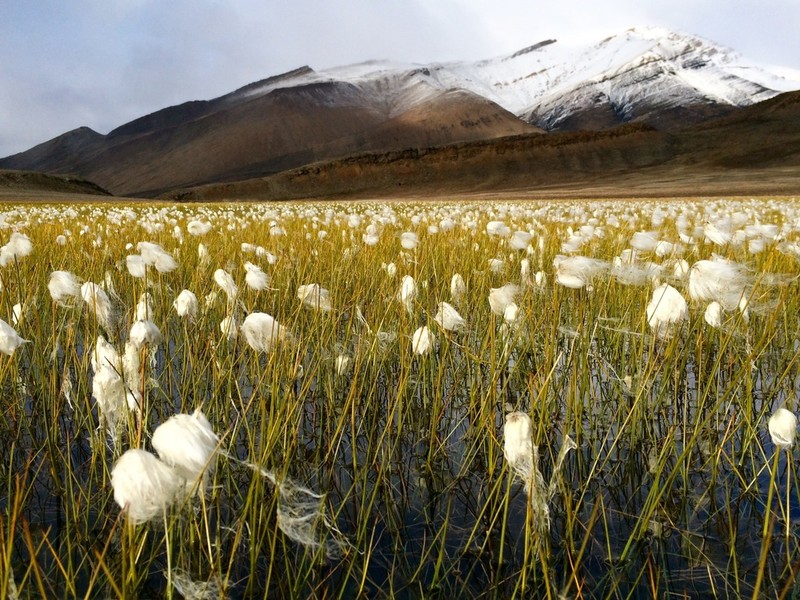 White Cottongrass photo 8
