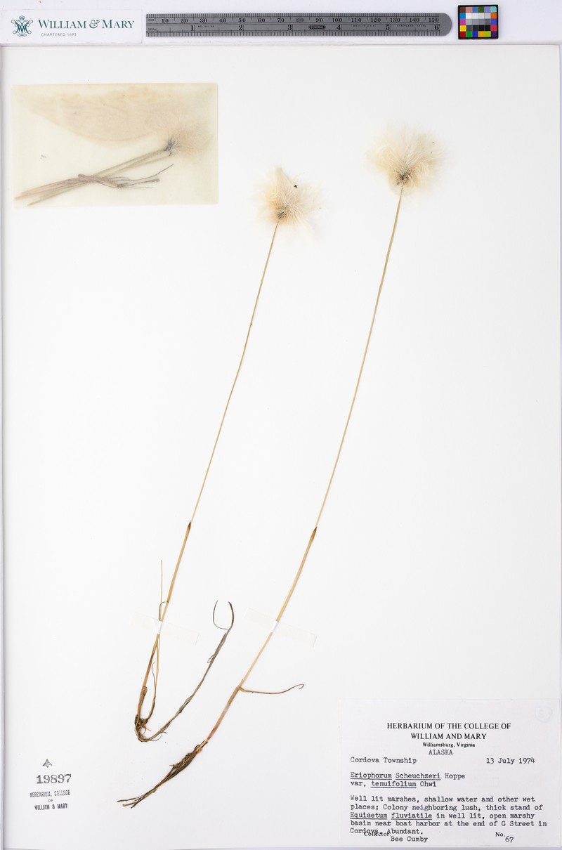 Eriophorum scheuchzeri var. tenuifolium