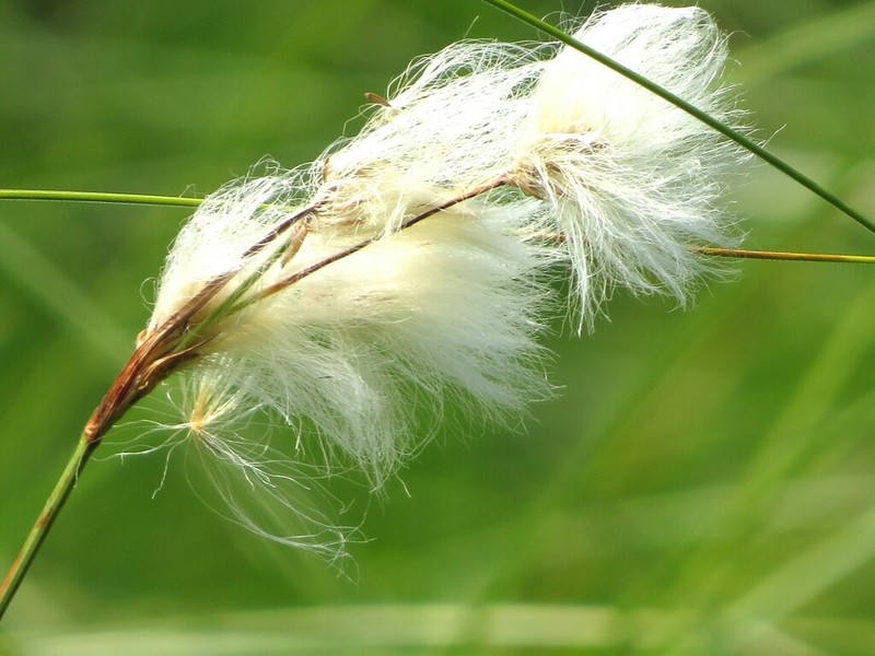 Fewnerved Cottongrass