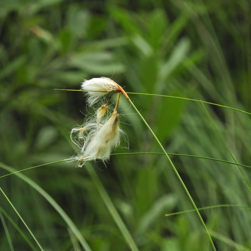 Fewnerved Cottongrass photo 2