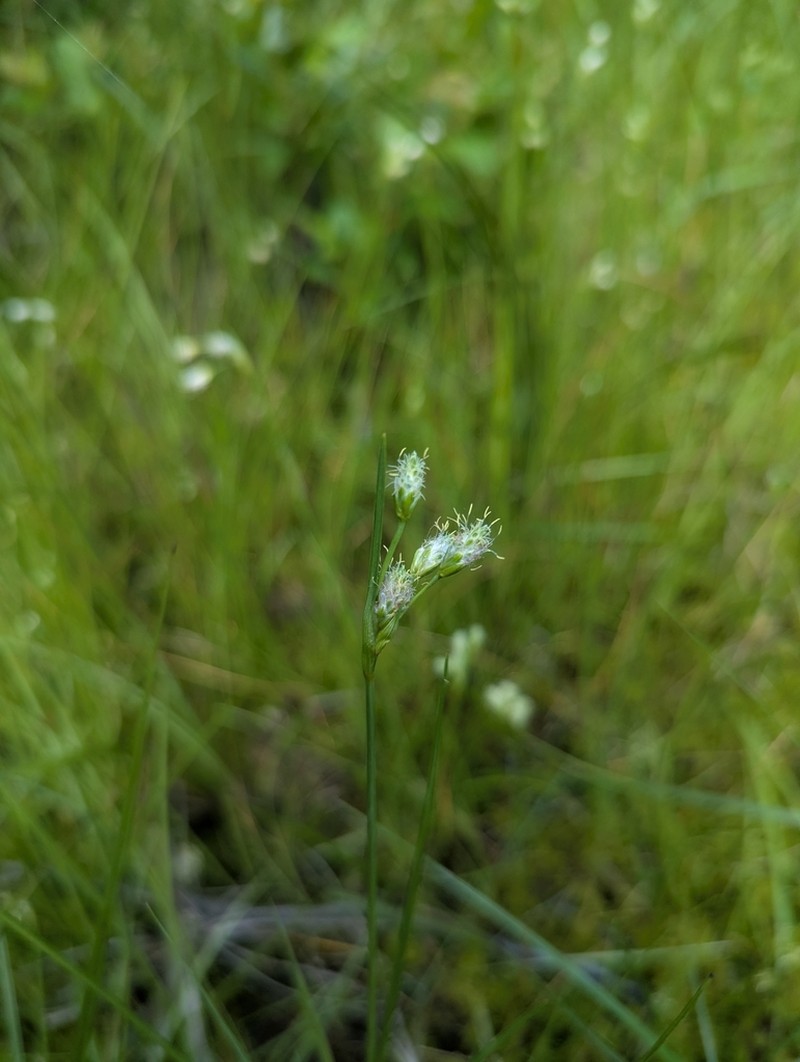 Fewnerved Cottongrass photo 3