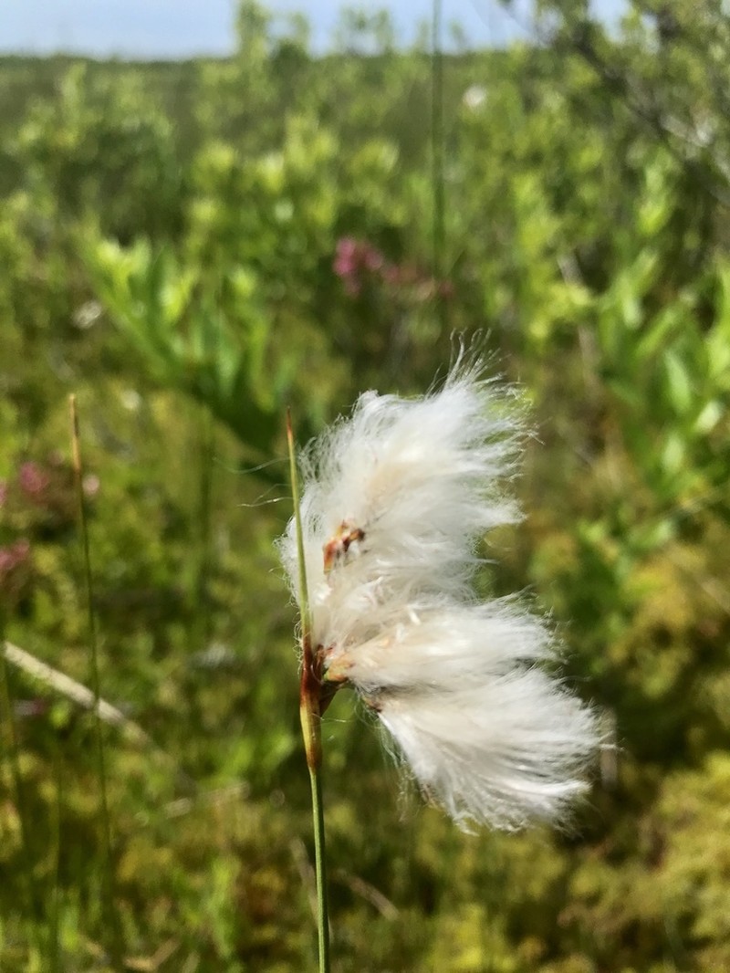 Fewnerved Cottongrass photo 4
