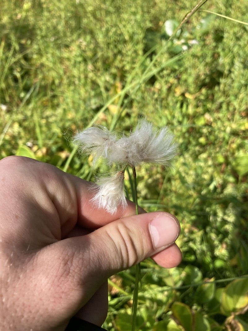 Fewnerved Cottongrass photo 5