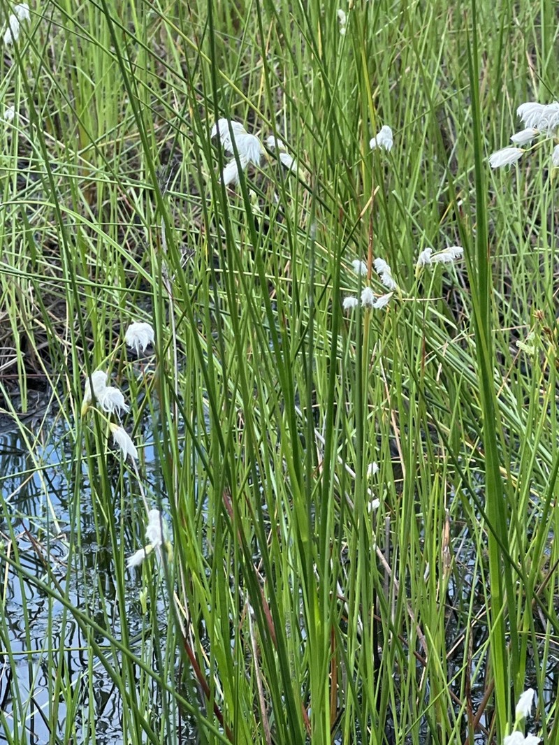 Fewnerved Cottongrass photo 6