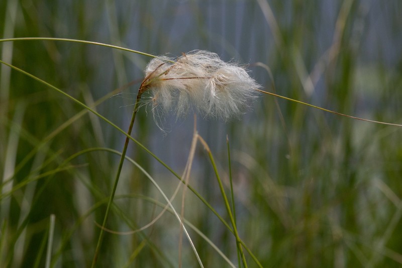 Fewnerved Cottongrass photo 7