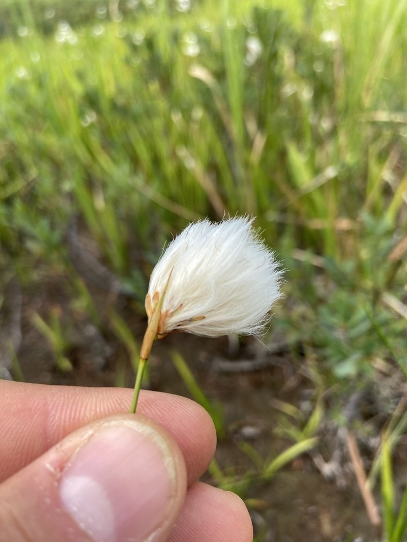 Fewnerved Cottongrass photo 8
