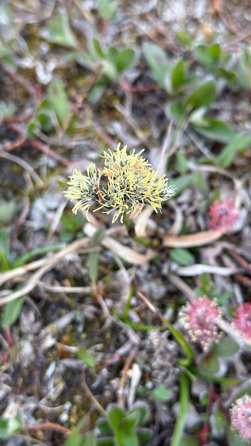 Eriophorum triste