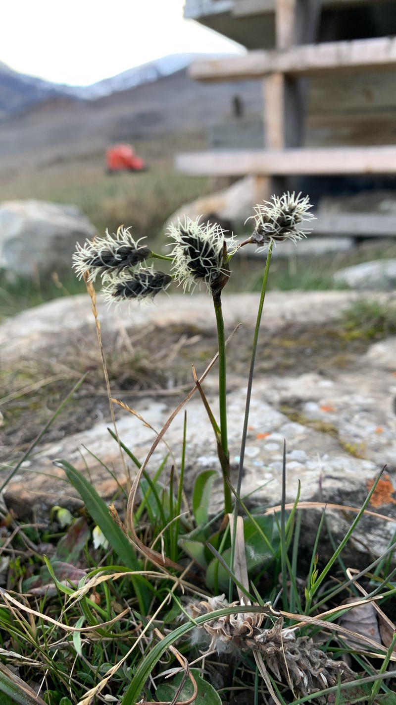 Eriophorum triste photo 2