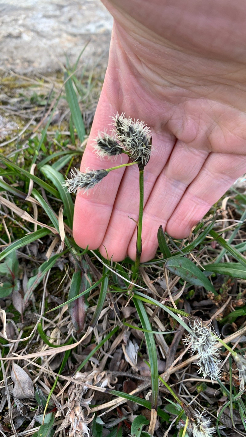 Eriophorum triste photo 3