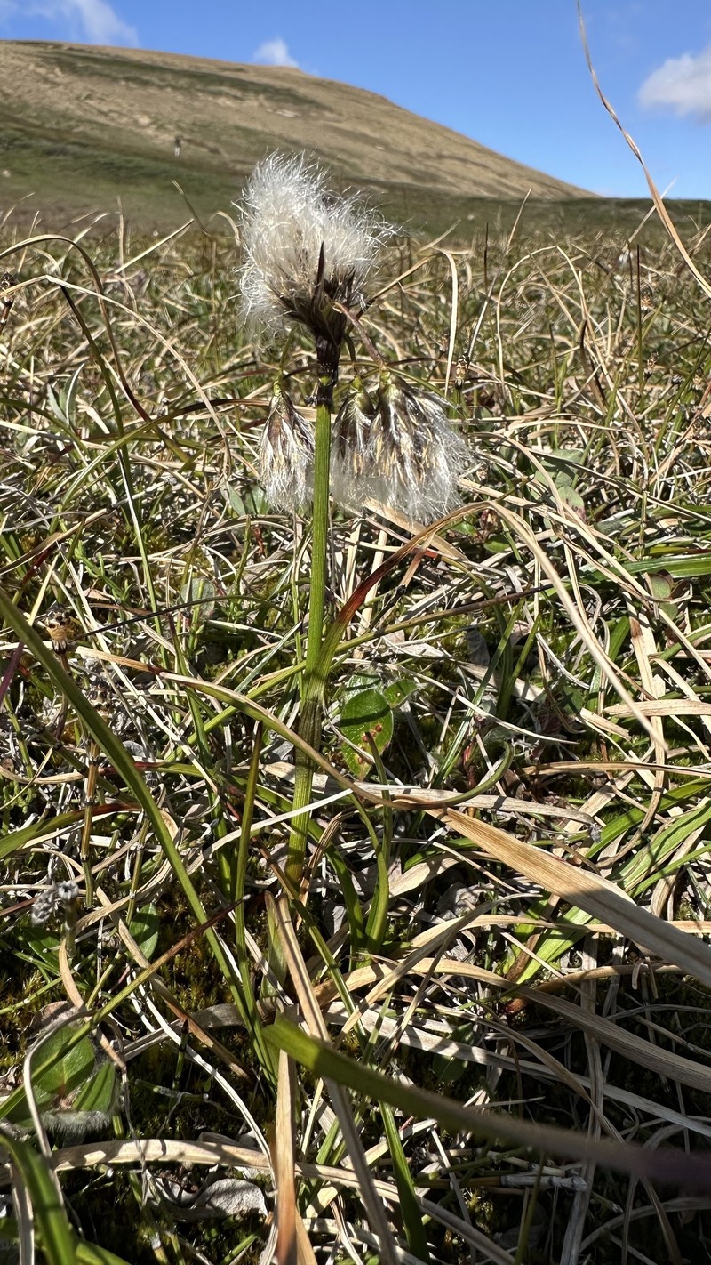 Eriophorum triste photo 4