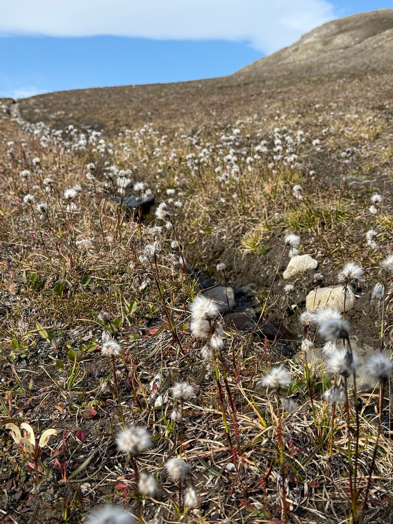 Eriophorum triste photo 5
