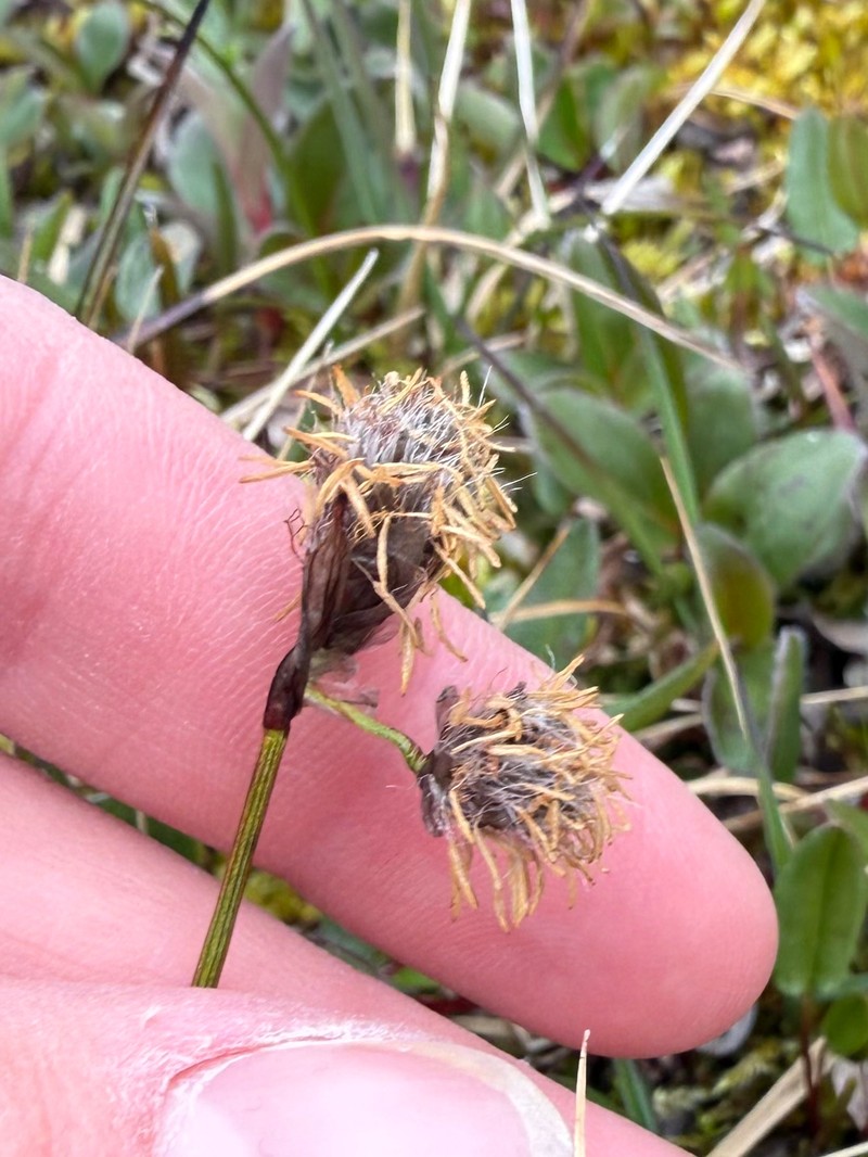 Eriophorum triste photo 6