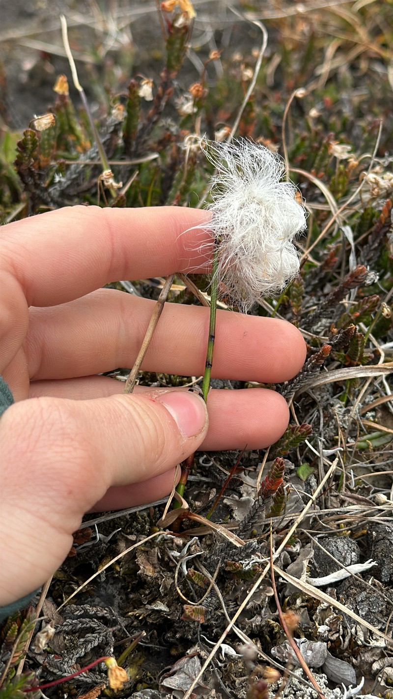 Eriophorum triste photo 7